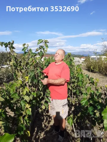 Черна черница- ШАНДУДИЯ, 15лв.