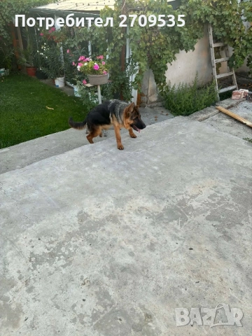 Немска овчарка, снимка 5 - Немска овчарка - 52684808