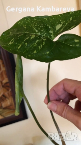 Резник syngonium Panda Galaxy 