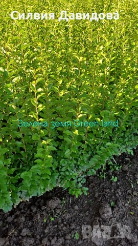 Лигуструм , снимка 2 - Други - 53559675