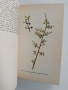 Албум с илюстрации на медоносни растения, снимка 5