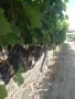 грозде за вино сорт ,,Молдова", снимка 1