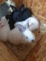 зайци на различна възраст , снимка 2