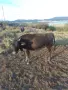 5 br mladi kravi bremeni kırjali, снимка 3