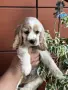 кокер  шпаньол игриво момченце , снимка 4