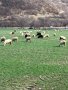 Овце порода "Средно родопска", снимка 1