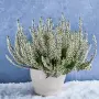 Калуна/Пирен,,,,, снимка 2