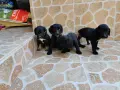 Продавам кученца Кокер шпаньол , снимка 17