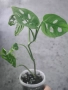 Monstera Adansonii, снимка 2
