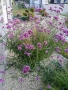 Вербена многогодишна, Verbena Bonariensis Bonnie Blue, снимка 5