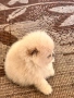 Померан , снимка 2