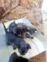 Разкошни бебета! Полуперсичета на 40 дни ., снимка 3