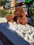 Пудел Той/Poodle Toy, снимка 6