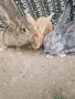 зайци великани всякакви, снимка 8