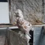 Продавам джинки, снимка 7