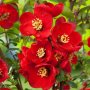 Червена Японска Дюля, Сhaenomeles superba nicoline, снимка 1 - Градински цветя и растения - 39410331