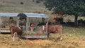Хранилка за коне и говеда с покрив, снимка 12