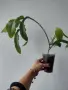Епифилум, epiphyllum oxypetalum, снимка 1
