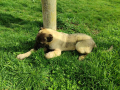 Продавам мъжко кученце на 4 месеца порода Турски кангал