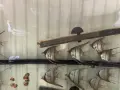 продавам подрастващи алтуми, снимка 4