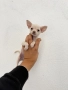 Чихуахуа Chihuahua mini, снимка 3