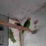 Свободна двойка Синечела Амазона, снимка 2