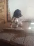 Малки кокерчета, снимка 1
