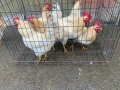  Домашни петли 20лв, снимка 1