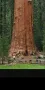Екзотични нови 15 семена гигантска секвоя мамутово дърво sequoiadendron giganteum декорация в двора, снимка 11