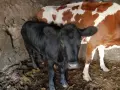 Продавам крава с теле., снимка 2