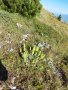 Мурсалски чай от планината Славянка , снимка 1 - Градински цветя и растения - 41697647