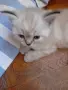 котета на два месеца персийски котета , снимка 1