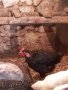 петлета и пилета различни породи , снимка 1 - Кокошки и пуйки - 44159031