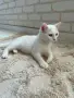 Британско коте с хетерохромия, снимка 2