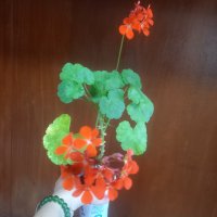 Оранжево мушкато, снимка 6 - Стайни растения - 41532543