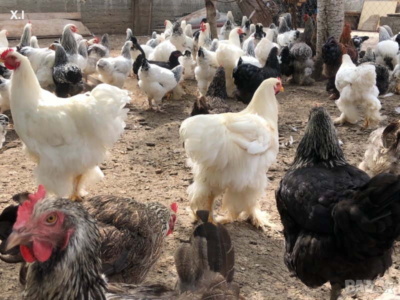 Кокошки брама в Кокошки и пуйки в гр. Пловдив - ID42342543 | Bazar.bg