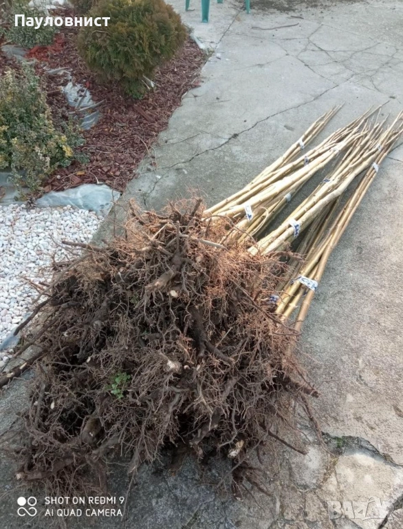 Фиданки и пънчета от пауловния томентоза , снимка 1