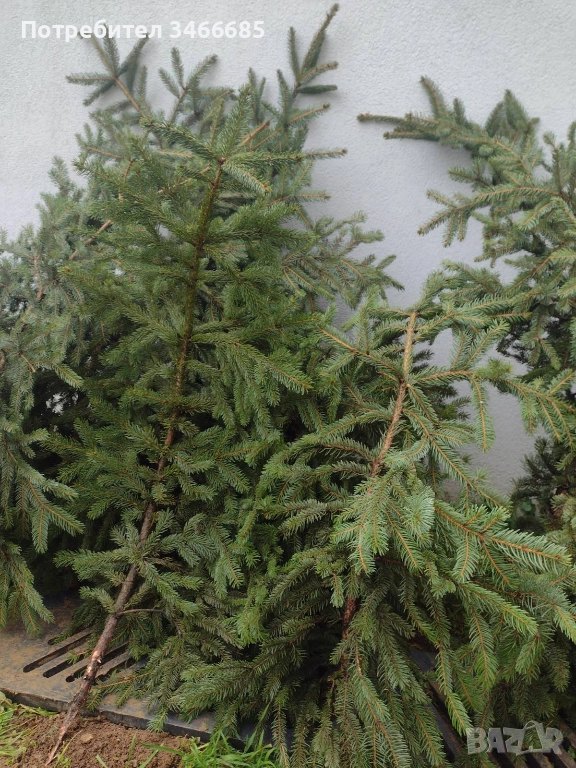 Естествени клонки елха, снимка 1