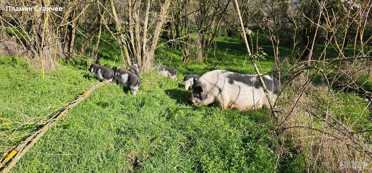 виетнамски прасенца прасета, снимка 1