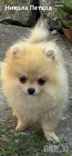 Померан мини, снимка 1