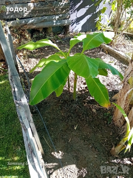 бананови издънки , снимка 1