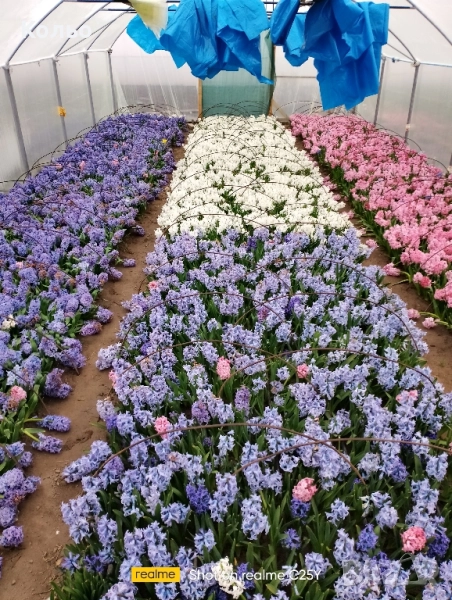 Луковици зюмбюл , снимка 1