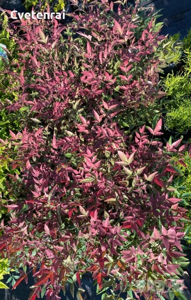 Нандина, снимка 1