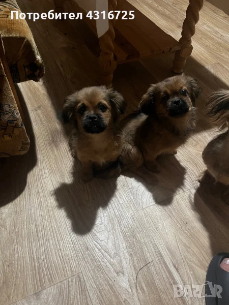 Чистокръвни пекинези , снимка 1