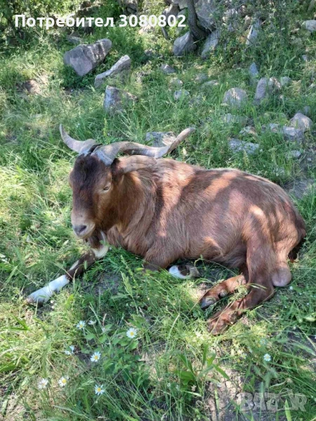 Кози , снимка 1