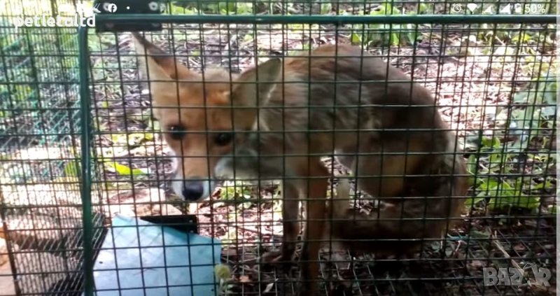 Капан за хуманно залавяне на лисица (тип клетка) с отделение за жива примамка, 100% ефективност, снимка 1