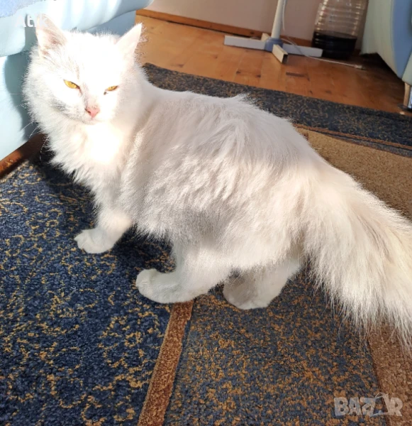 Турска ангора чистокръвна!, снимка 1