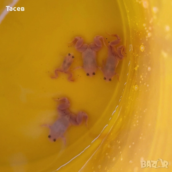 Ноктеста жаба, снимка 1