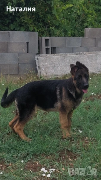 Немска овчарка , снимка 1