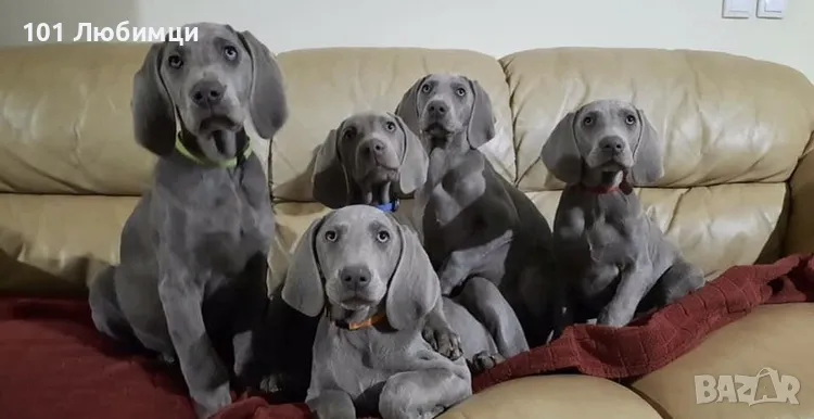 Ваймарански птичари, снимка 1